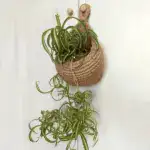 Hanging Wall Vegetable Fruit Baskets - Image 13